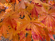 - Acer japonicum 'Vitifolium' Large Leaf Full Moon Japanese Maple - Mr Maple │ Buy Japanese Maple Trees