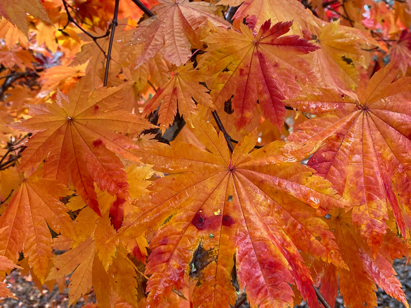 - Acer japonicum 'Vitifolium' Large Leaf Full Moon Japanese Maple - Mr Maple │ Buy Japanese Maple Trees