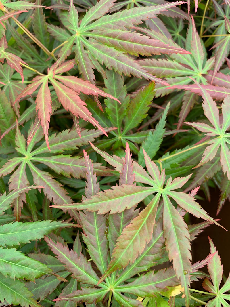 - Acer shirasawanum 'Bronze Age' Bronze Full Moon Japanese Maple - Mr Maple │ Buy Japanese Maple Trees