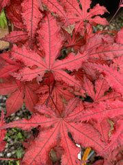 - Acer palmatum 'Dark Knight' Japanese Maple - Mr Maple │ Buy Japanese Maple Trees