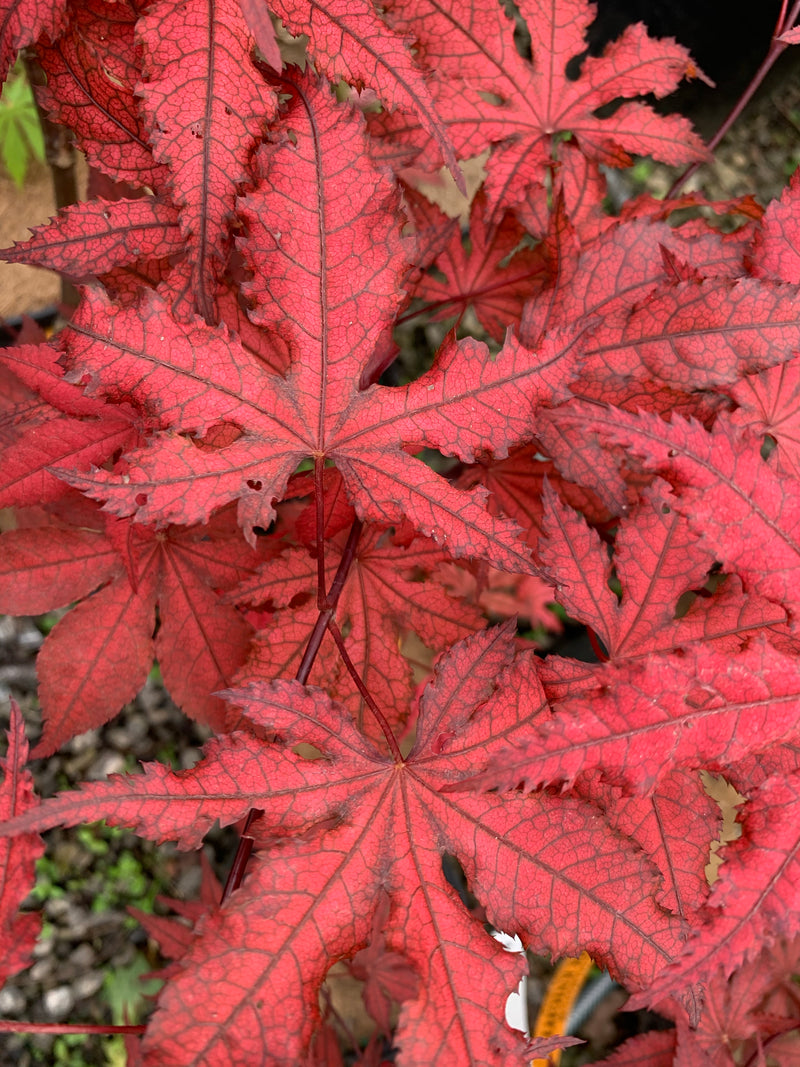 - Acer palmatum 'Dark Knight' Japanese Maple - Mr Maple │ Buy Japanese Maple Trees