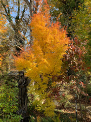 - Acer palmatum 'Sango kaku' Coral Bark Japanese Maple - Mr Maple │ Buy Japanese Maple Trees
