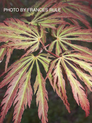- Acer palmatum 'Jeddeloh Orange' Weeping Japanese Maple - Mr Maple │ Buy Japanese Maple Trees