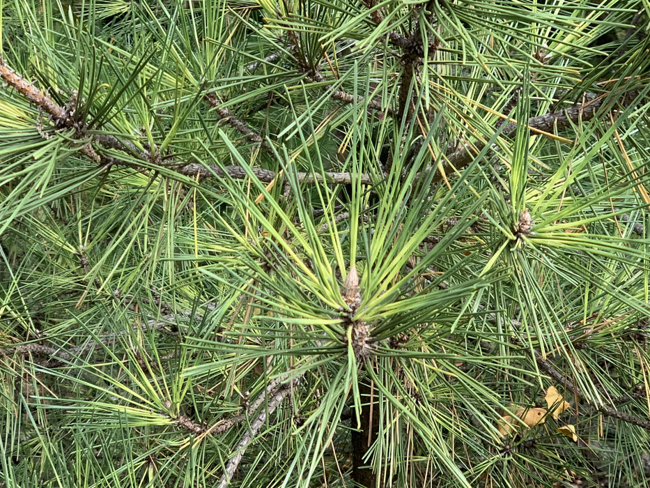 Pinus thunbergii 'Oculus Draconis' Variegated Japanese Black Pine Tree