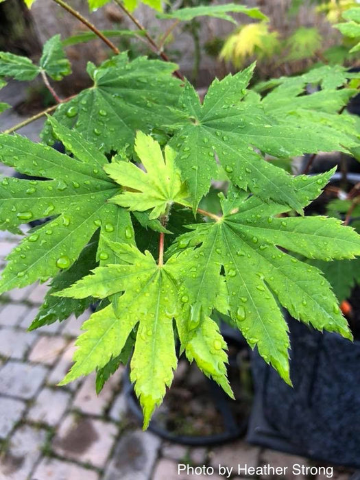 Acer sieboldianum 'Ookisha' Japanese Maple
