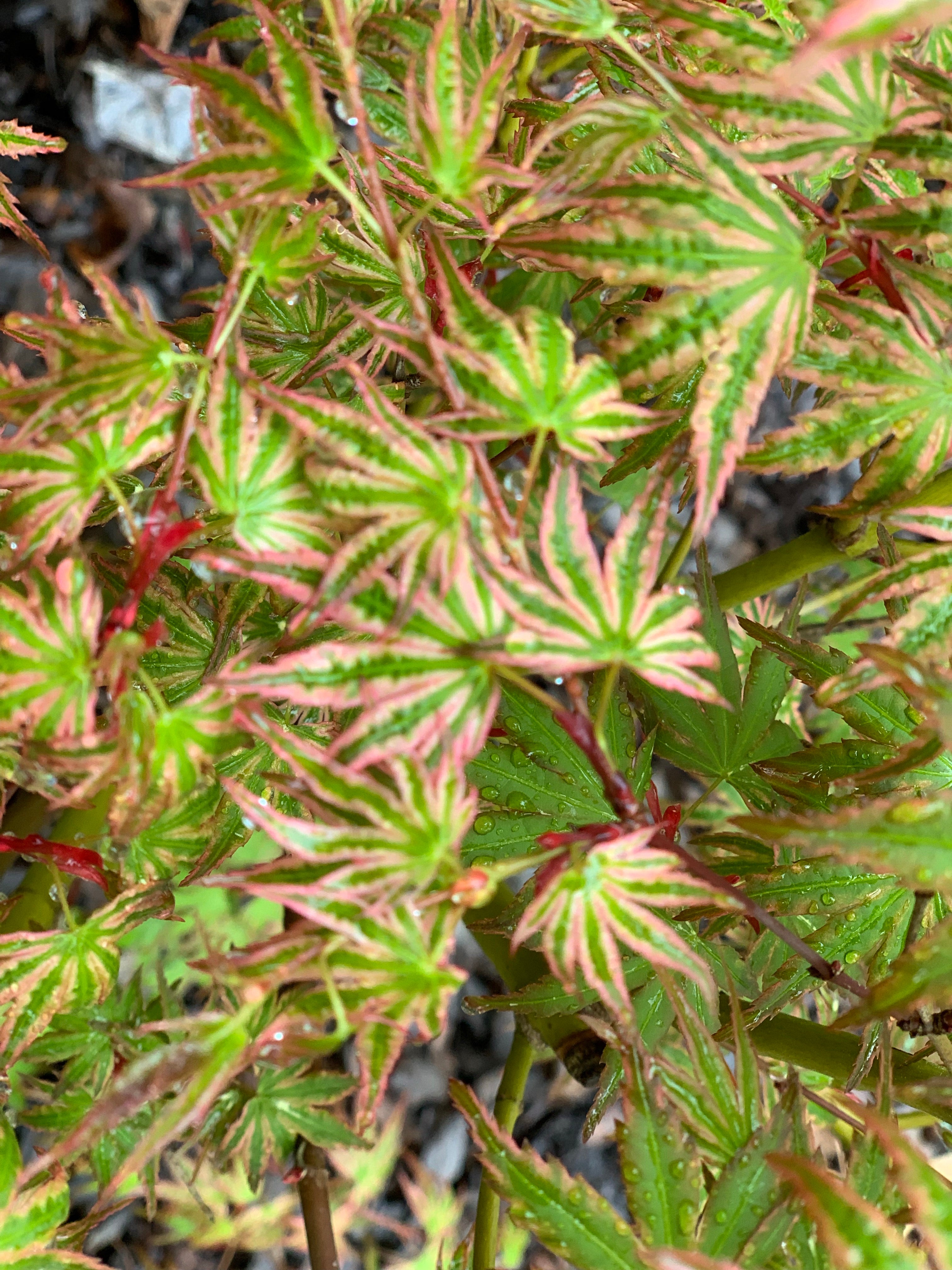 Buy Acer palmatum 'Ikandi' Japanese Maple — Mr Maple │ Buy
