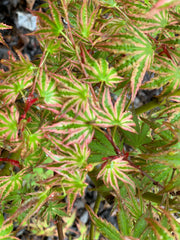 - Acer palmatum 'Ikandi' Japanese Maple - Mr Maple │ Buy Japanese Maple Trees
