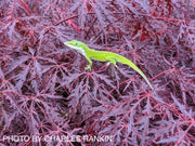 - Acer palmatum 'Red Dragon' Dwarf Japanese Maple - Mr Maple │ Buy Japanese Maple Trees