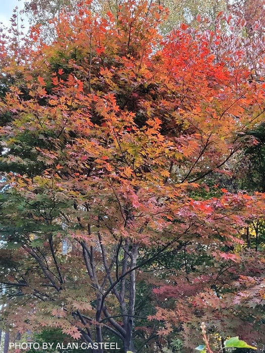 Acer palmatum 'Boskoop Glory' Red Japanese Maple Tree