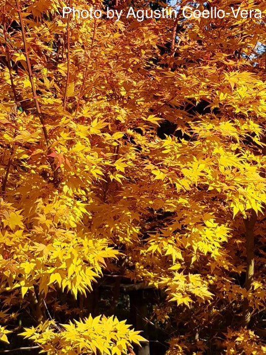 Acer palmatum 'Winter Flame' Coral Bark Japanese Maple
