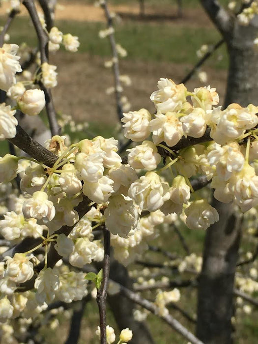 Cercis canadensis ‘White Pom Poms' Redbud Tree