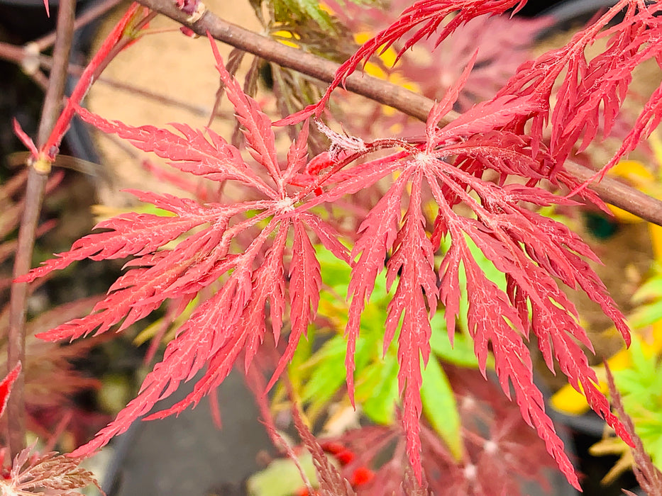 japanese red maple seedlings