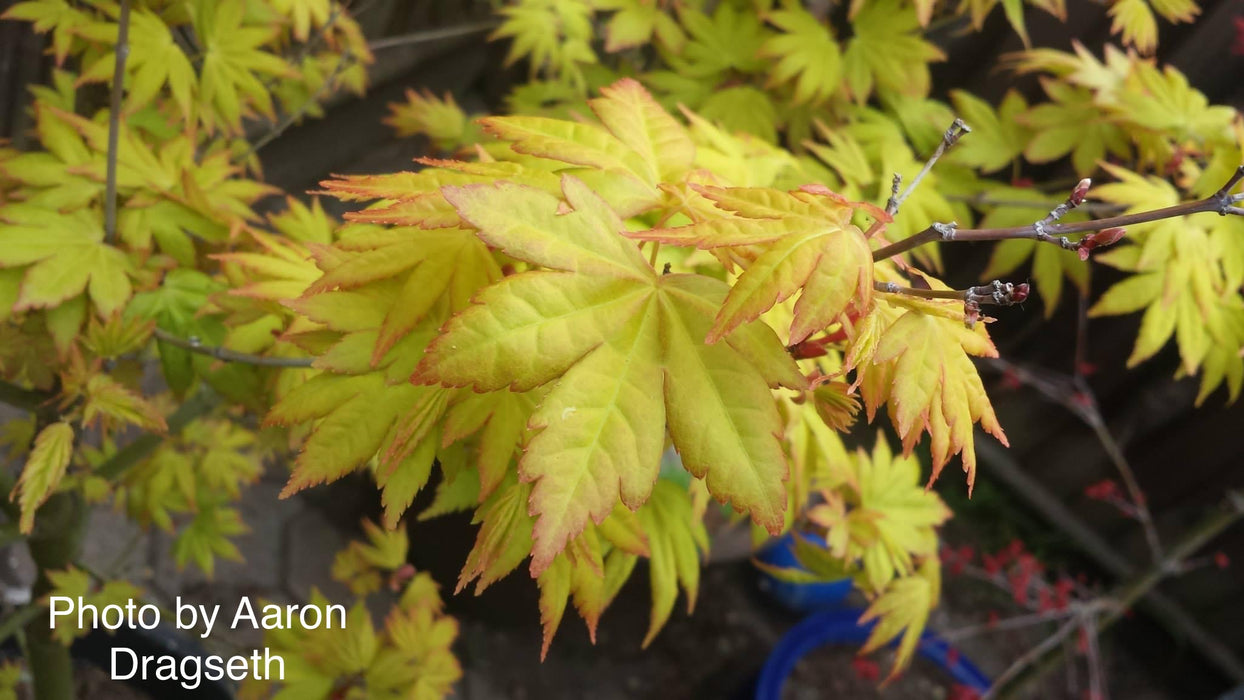 Acer palmatum 'Orange Dream' Japanese Maple