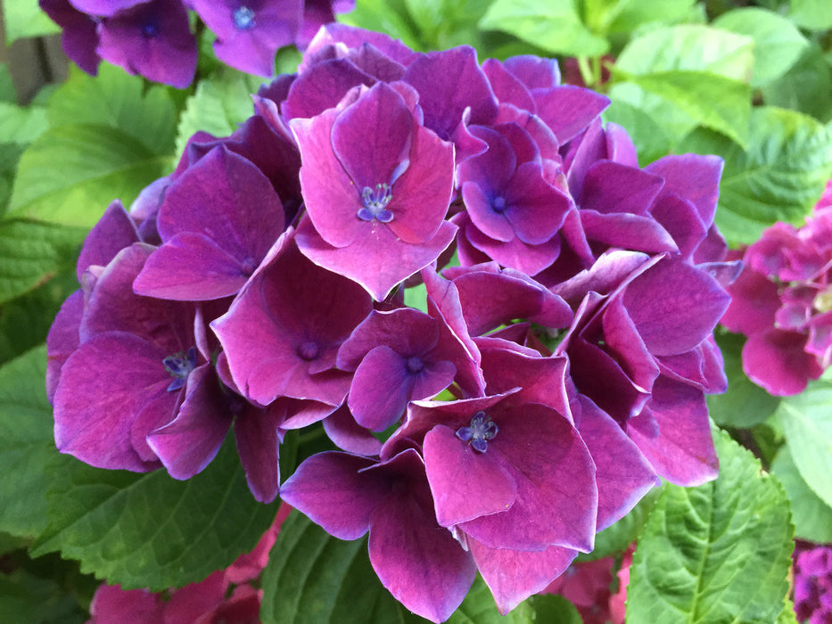 Hydrangea macrophylla 'Purple Bayou’ Purple Bloom Hydrangea
