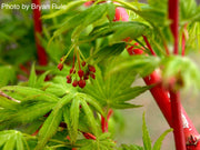 - Acer palmatum 'Sango kaku' Coral Bark Japanese Maple - Mr Maple │ Buy Japanese Maple Trees