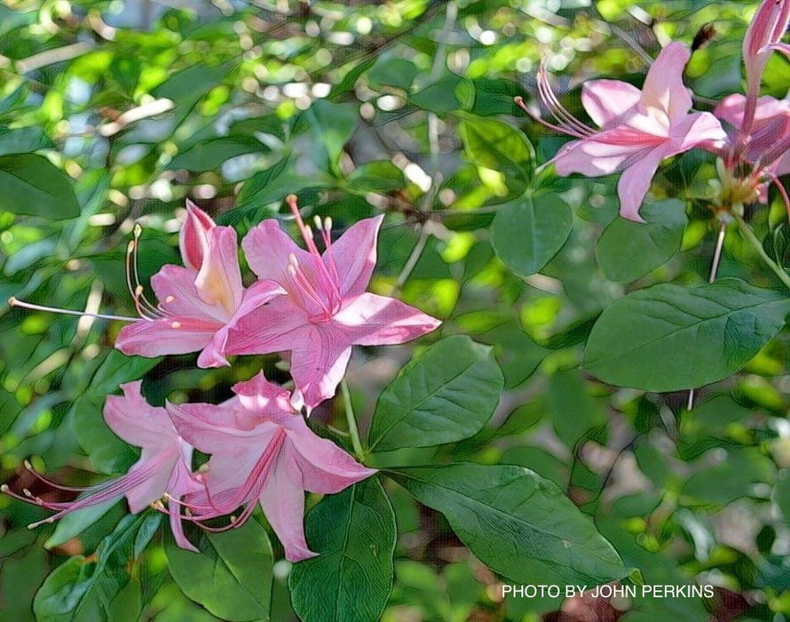 Azalea 'Weston’s Pennsylvania’ Pink Flowers Deciduous Azalea