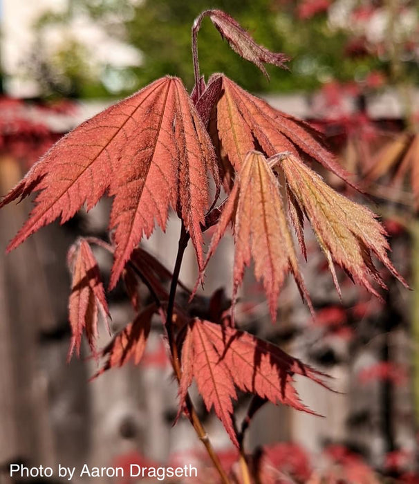 Acer palmatum 'Nathan' Variegated Japanese Maple