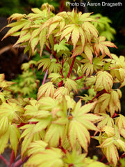 - Acer palmatum 'Sango kaku' Coral Bark Japanese Maple - Mr Maple │ Buy Japanese Maple Trees
