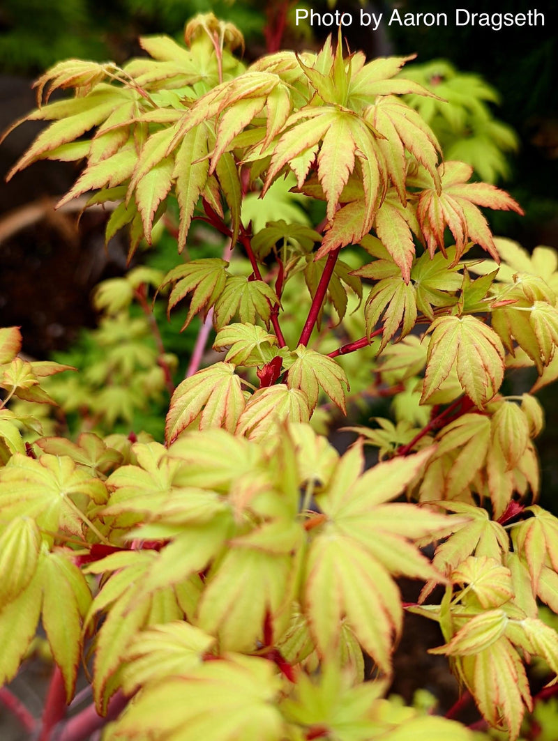 - Acer palmatum 'Sango kaku' Coral Bark Japanese Maple - Mr Maple │ Buy Japanese Maple Trees
