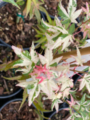 - Acer palmatum 'Ilarian' Japanese Maple - Mr Maple │ Buy Japanese Maple Trees