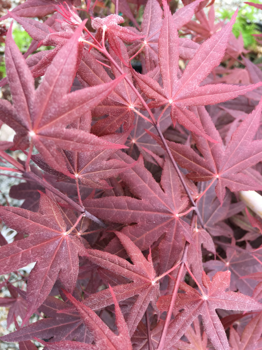 Acer palmatum 'Cindy' Japanese Maple