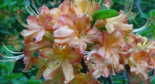 Azalea 'Rebecca Ann’ Pink and Gold Native Azalea