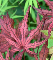 - Acer palmatum 'Waveleaf' Japanese Maple - Mr Maple │ Buy Japanese Maple Trees