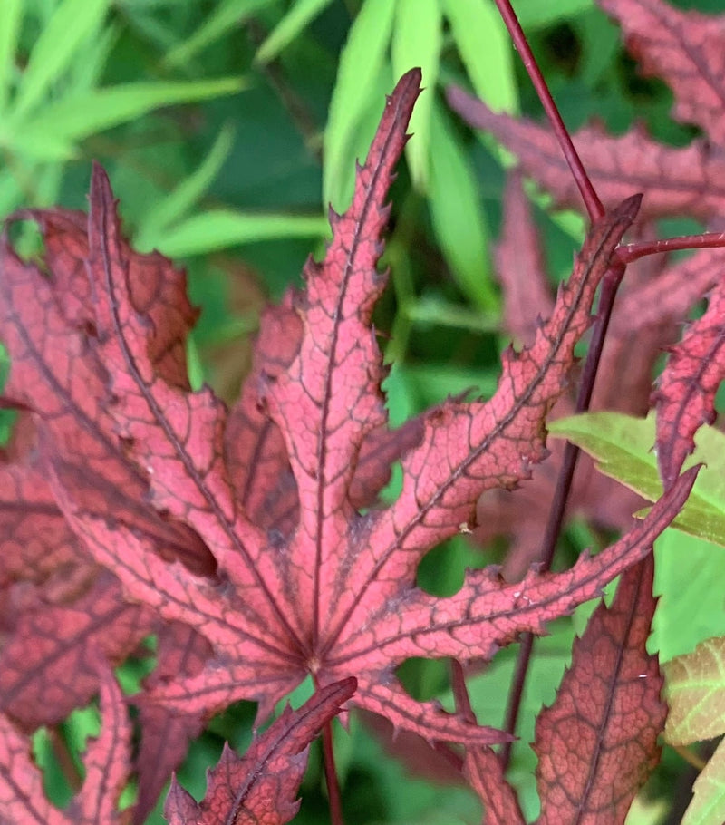 - Acer palmatum 'Waveleaf' Japanese Maple - Mr Maple │ Buy Japanese Maple Trees
