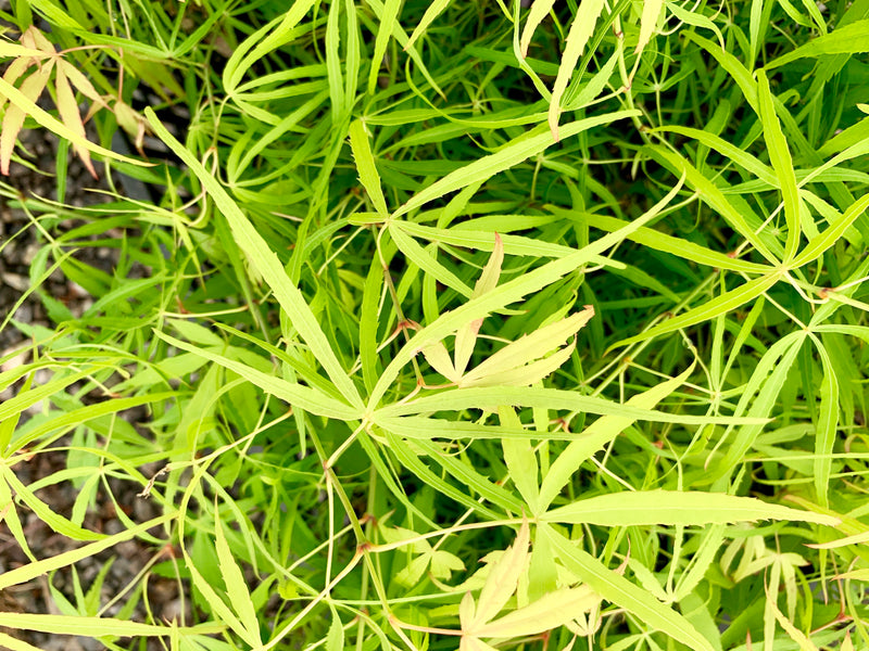 - Acer palmatum 'Yellow Threads' Rare Japanese Maple - Mr Maple │ Buy Japanese Maple Trees