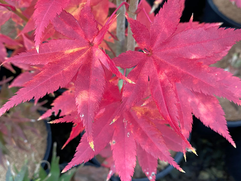 - Acer palmatum 'Summer Gold' Japanese Maple - Mr Maple │ Buy Japanese Maple Trees