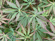 - Acer shirasawanum 'Bronze Age' Bronze Full Moon Japanese Maple - Mr Maple │ Buy Japanese Maple Trees