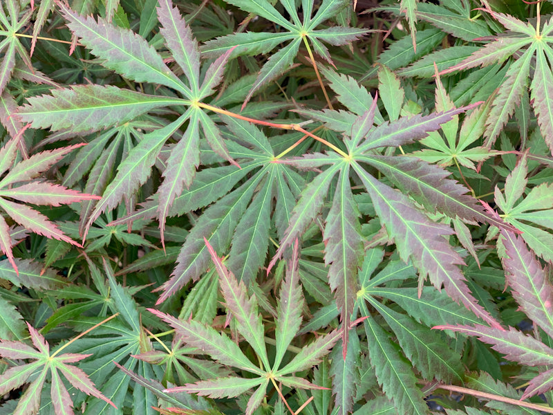 - Acer shirasawanum 'Bronze Age' Bronze Full Moon Japanese Maple - Mr Maple │ Buy Japanese Maple Trees