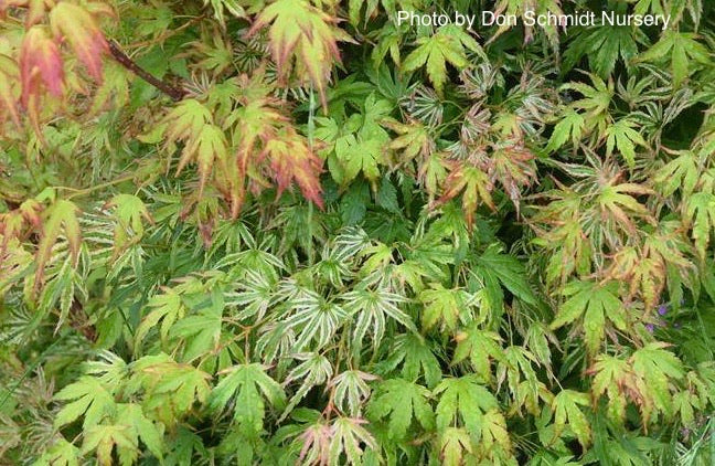 Acer palmatum 'Iro iro' Japanese Maple
