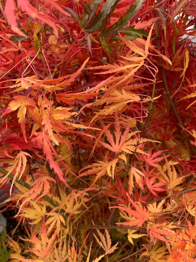 - Acer palmatum 'Green Strap' Rare Japanese Maple - Mr Maple │ Buy Japanese Maple Trees