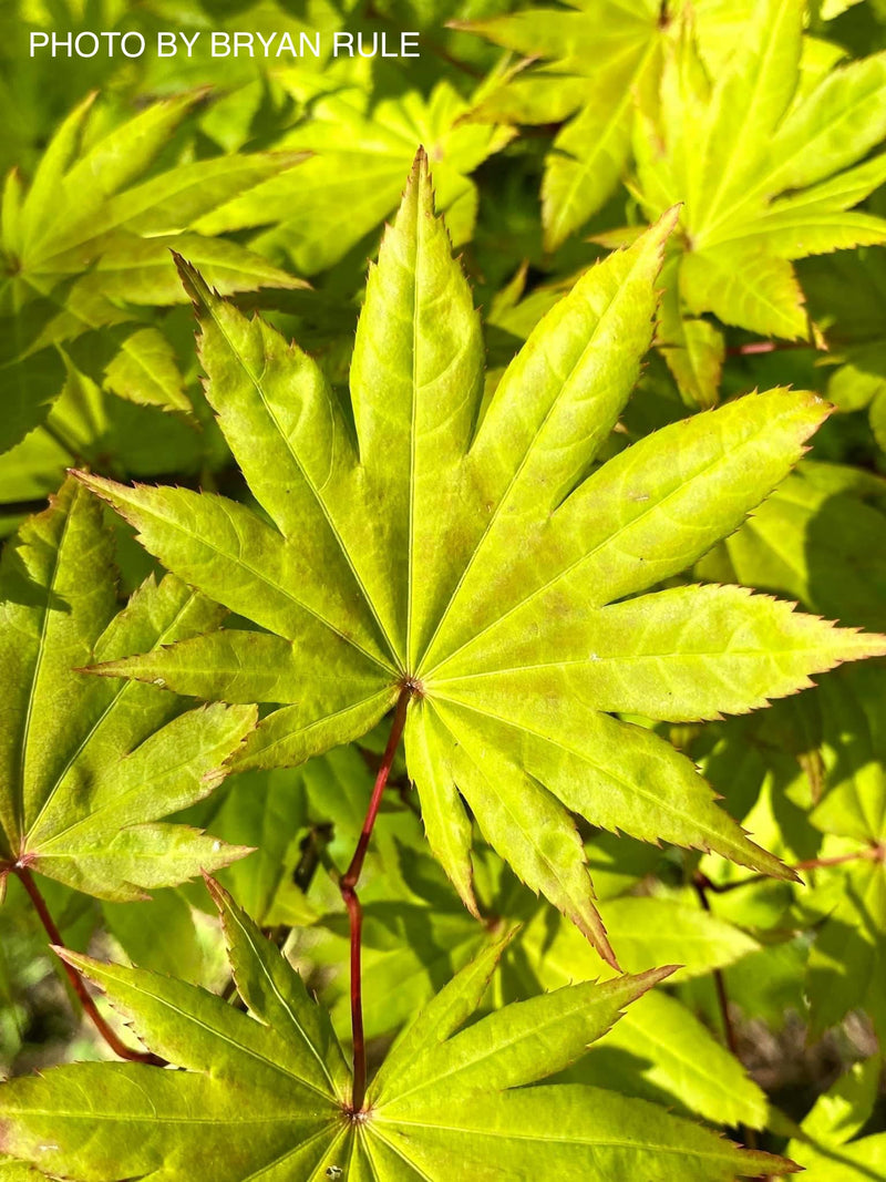 - Acer shirasawanum 'Moonrise™' Full Moon Japanese Maple - Mr Maple │ Buy Japanese Maple Trees