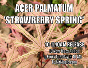 - Acer palmatum 'Strawberry Spring' Reticulated Japanese Maple - Mr Maple │ Buy Japanese Maple Trees