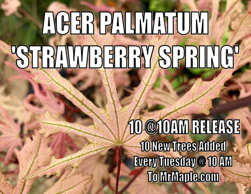 - Acer palmatum 'Strawberry Spring' Reticulated Japanese Maple - Mr Maple │ Buy Japanese Maple Trees