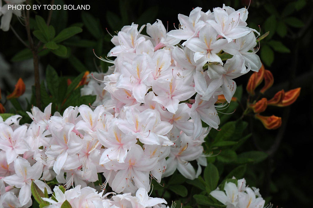 Azalea 'White Lights’ White Flowers Deciduous Azalea