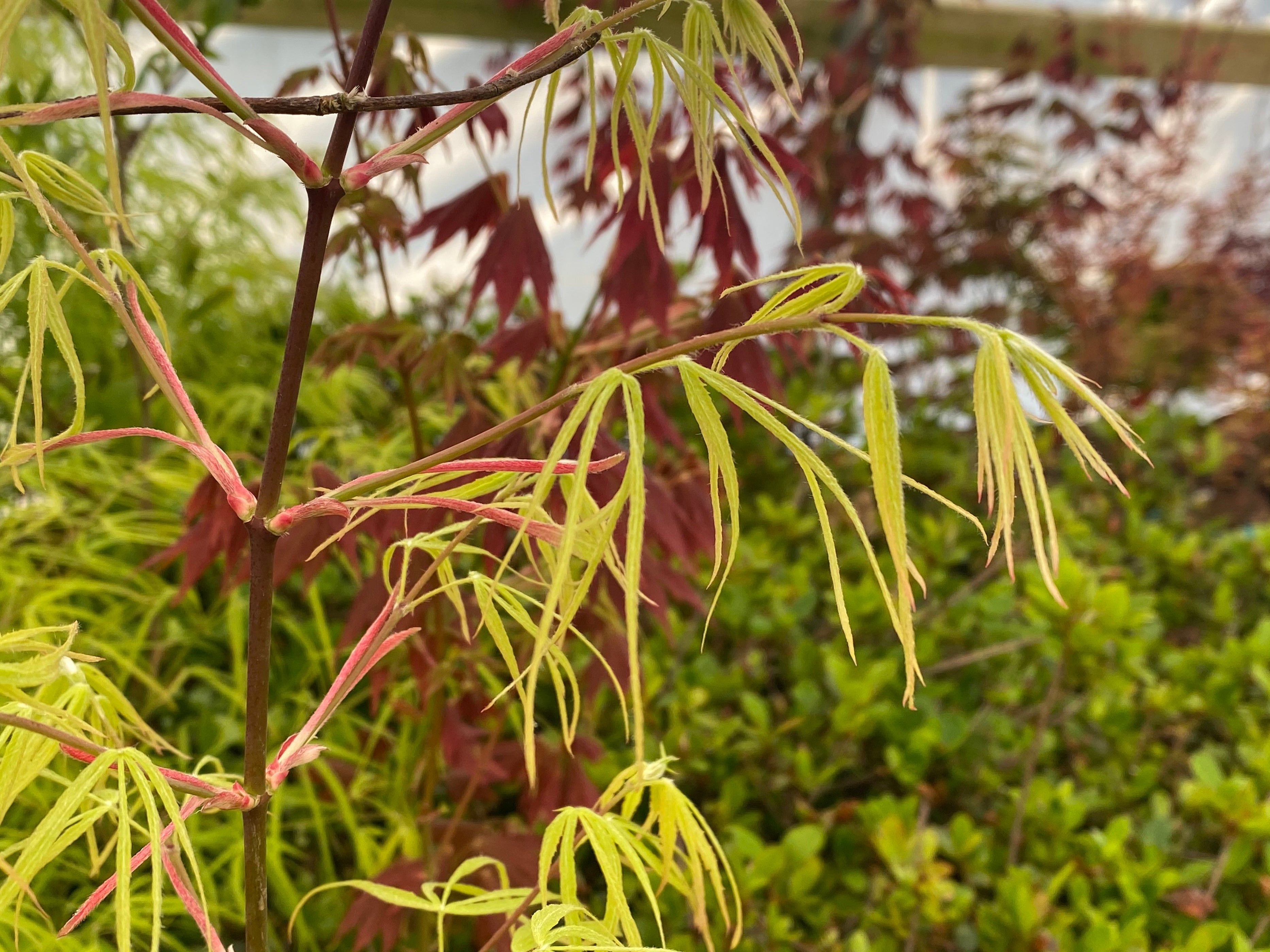 Buy Acer palmatum 'Yellow Threads' Rare Japanese Maple — Mr Maple │ Buy ...