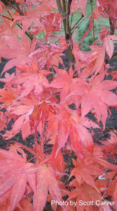 Acer palmatum 'Musashino' Rare Japanese Maple