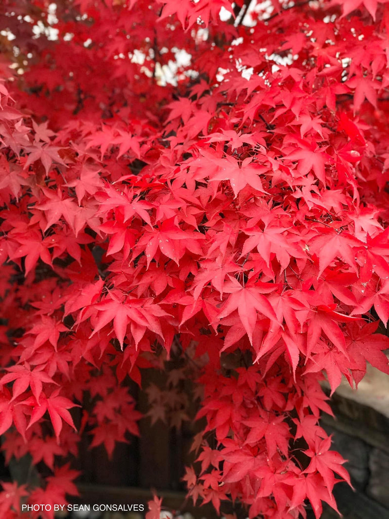 - Acer palmatum 'Osakazuki' Japanese Maple - Mr Maple │ Buy Japanese Maple Trees