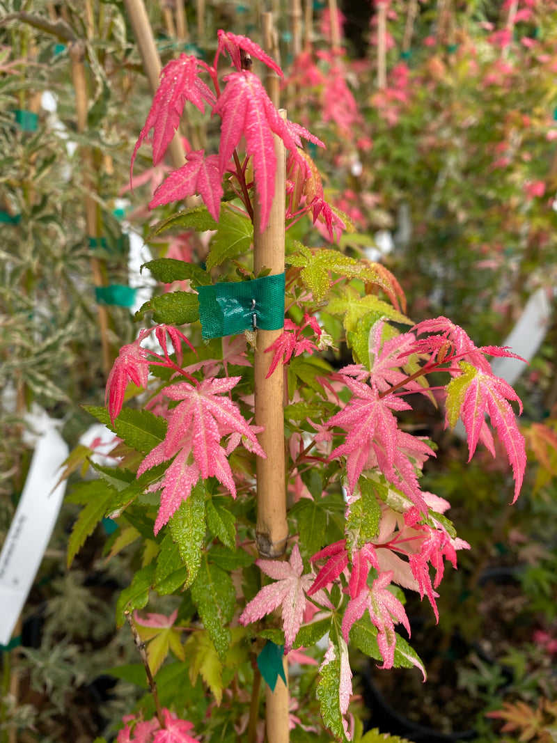 - Acer palmatum 'Ilarian' Japanese Maple - Mr Maple │ Buy Japanese Maple Trees