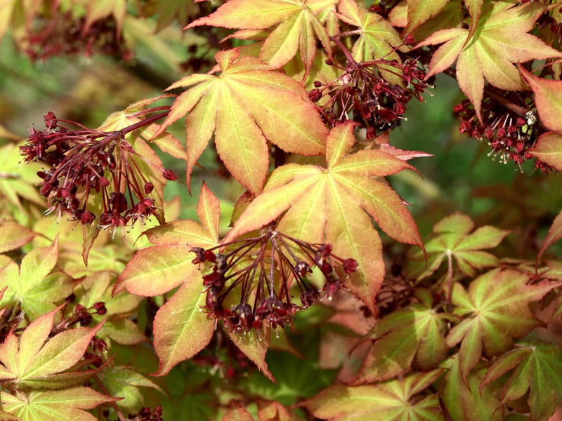 - Acer palmatum 'Osakazuki' Japanese Maple - Mr Maple │ Buy Japanese Maple Trees