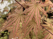 - Acer palmatum 'Nebula' Variegated Japanese Maple - Mr Maple │ Buy Japanese Maple Trees