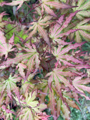 - Acer palmatum 'Firefly' Japanese Maple - Mr Maple │ Buy Japanese Maple Trees