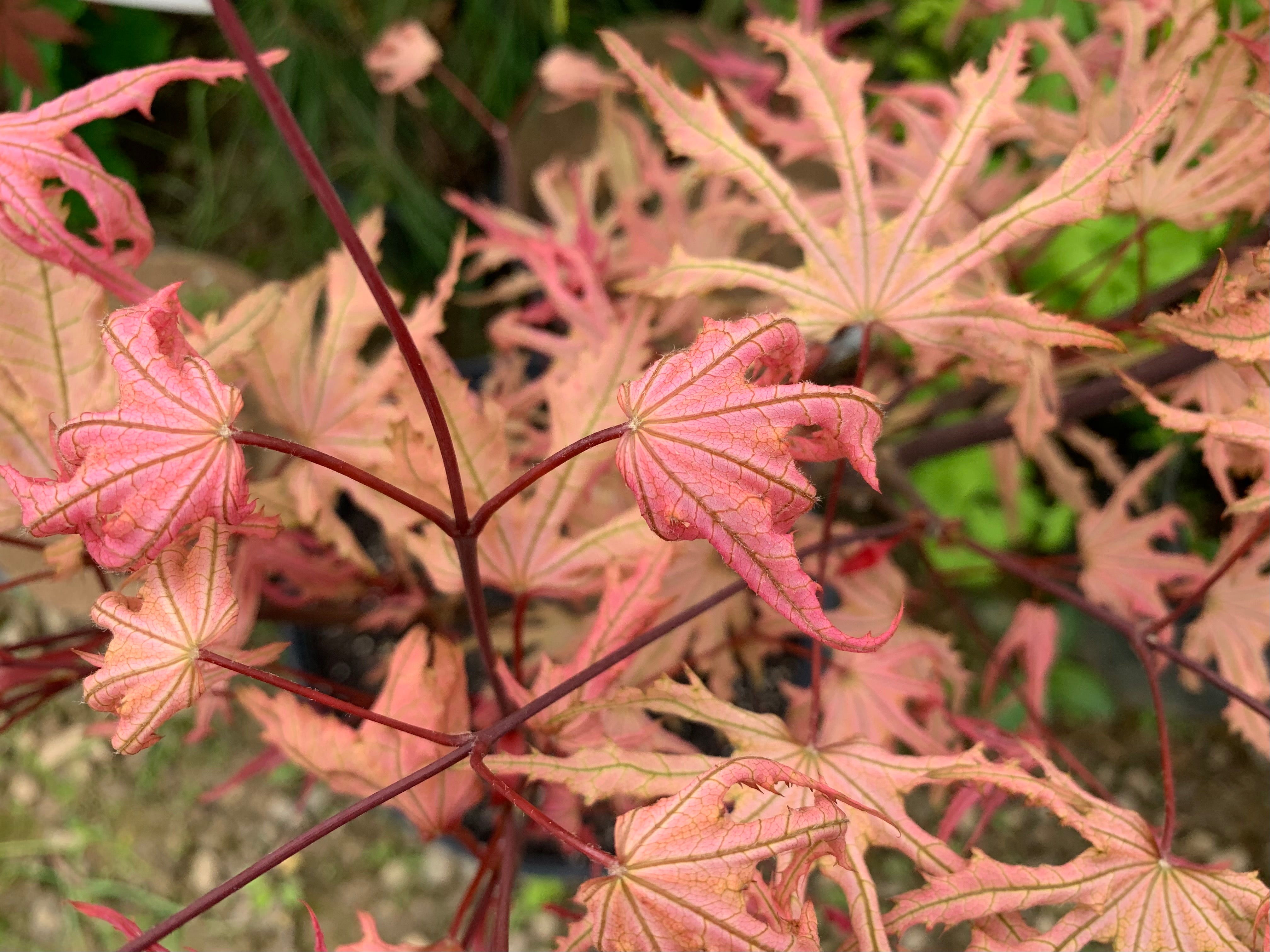 mie.maple-aptinomeまとめ Buy Acer palmatum 'Strawberry Spring' Reticulated Japanese Maple