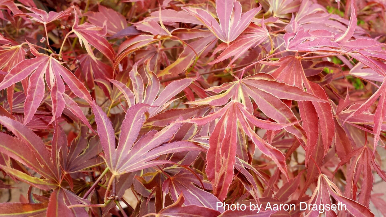 FOR PICKUP ONLY | Acer palmatum 'Beni shi en' Purple Smoke Japanese Maple | DOES NOT SHIP