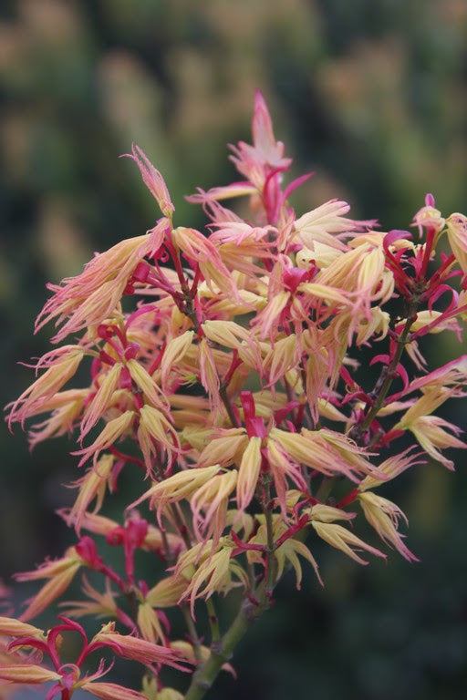 - Acer palmatum 'Mayday' Rare Dwarf Japanese Maple - Mr Maple │ Buy Japanese Maple Trees