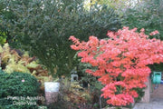 - Acer shirasawanum 'Jordan' Golden Full Moon Japanese Maple - Mr Maple │ Buy Japanese Maple Trees