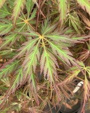 - Acer palmatum 'Jeddeloh Orange' Weeping Japanese Maple - Mr Maple │ Buy Japanese Maple Trees